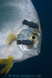 Batfish with some parasitic isopods attached to its face.... by Ross Gudgeon 